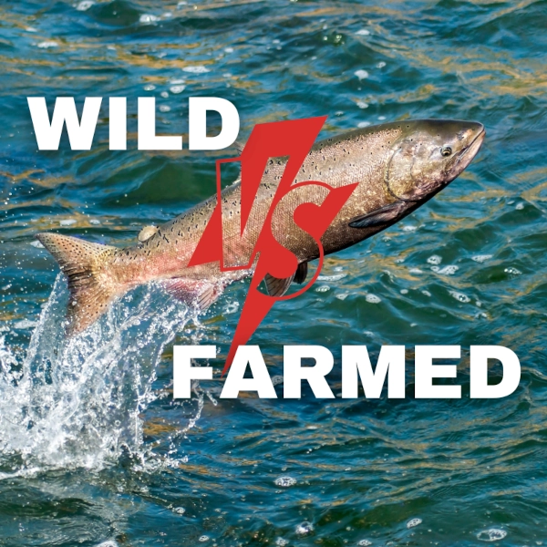 Wild vs. Farmed Salmon