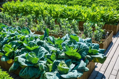 What to Plant in a Raised Garden Bed The Ultimate Guide for Every Season Space and Skill Level