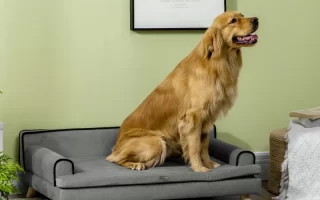 Large golden retriever sitting on grey modern pet sofa indoors.
