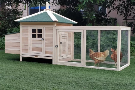Wooden chicken house with side run and hens moving inside the fenced area.